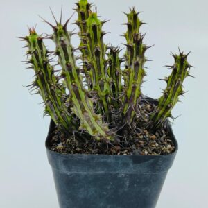Spiky green succulent plant in black pot, ideal for collectors and exotic plant enthusiasts
