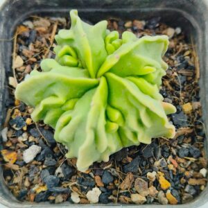 Rare succulent plant with ruffled green leaves in a black pot, ideal for collectors.