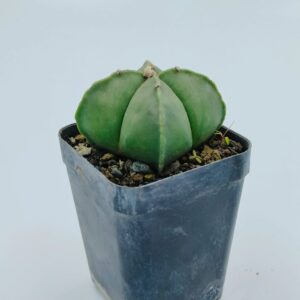 Green succulent plant in a black pot, ideal for collectors and rare plant enthusiasts
