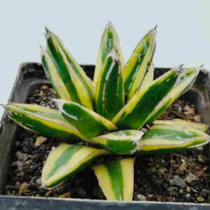 Variegated succulent plant with green and yellow striped leaves in a black pot