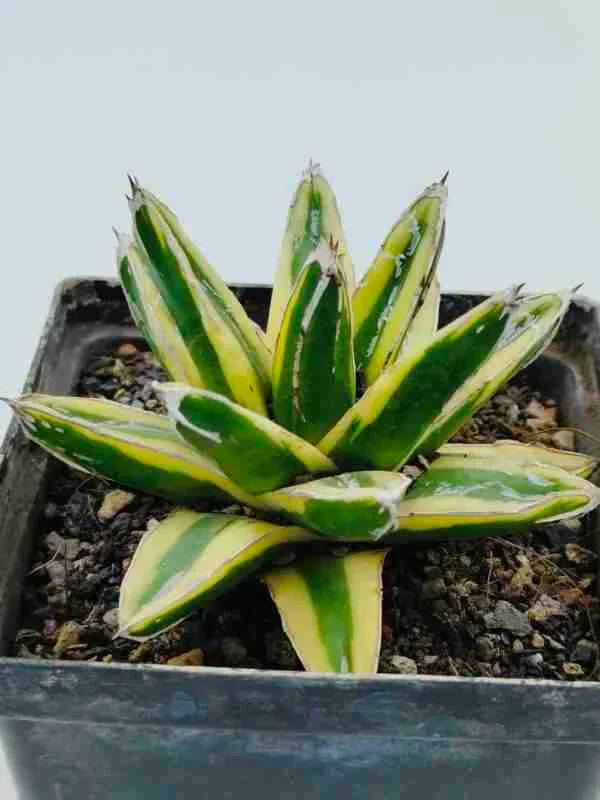 Variegated succulent plant with green and yellow striped leaves in a black pot
