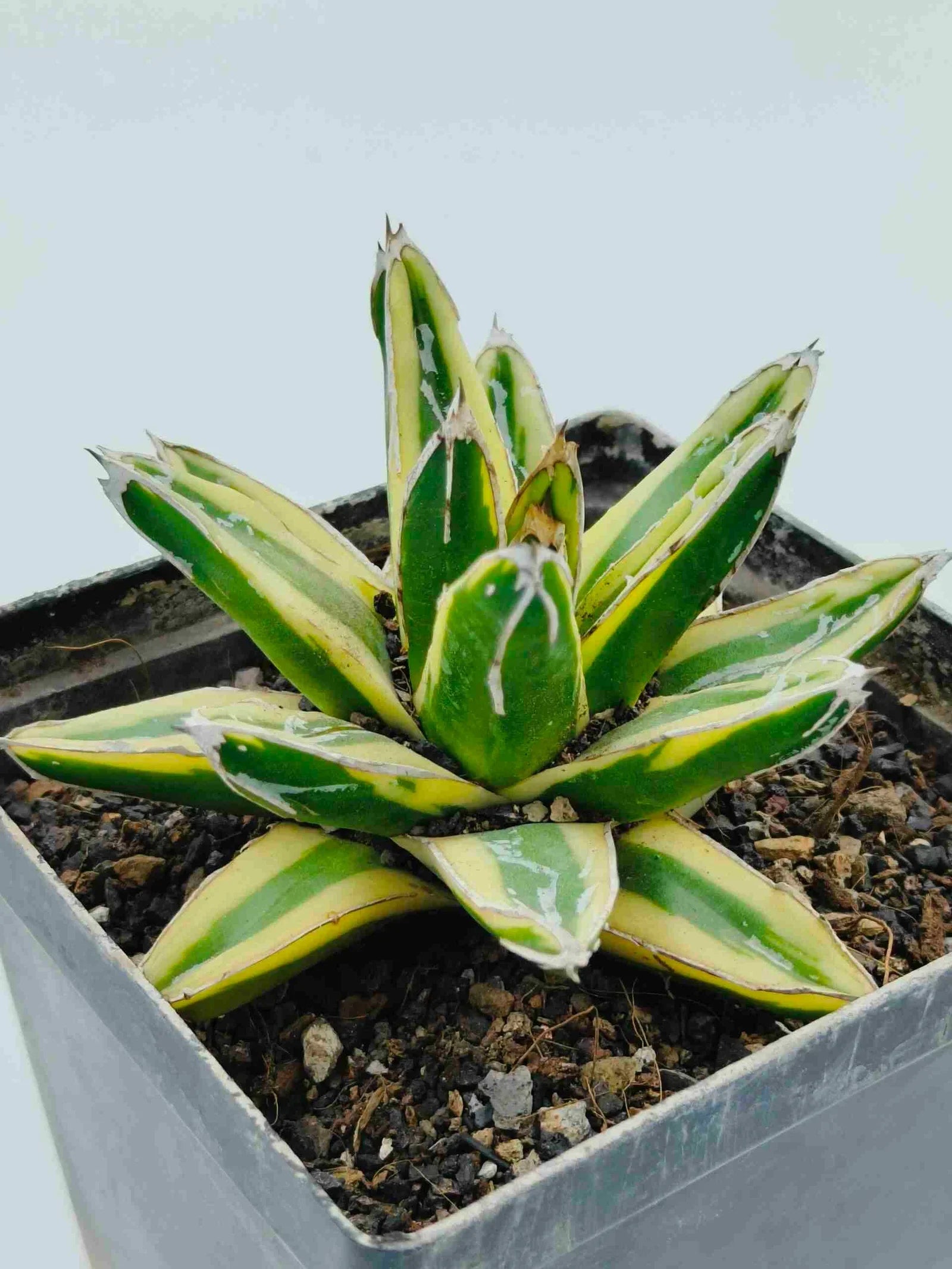 Variegated agave succulent with green and yellow striped leaves in a pot