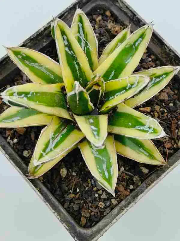 Variegated succulent plant with green and yellow leaves in a square pot
