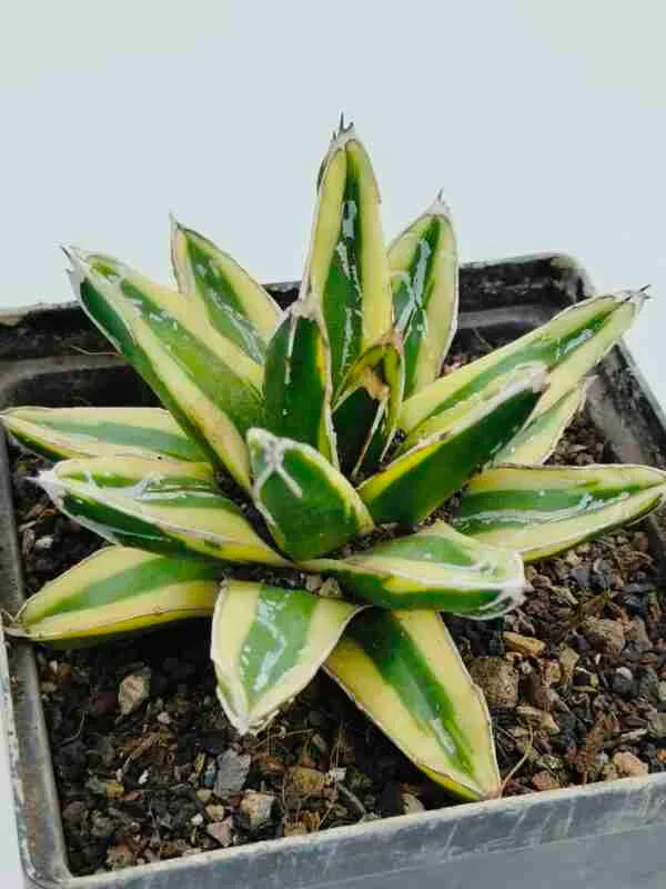 Variegated succulent plant with green and yellow striped leaves in a pot