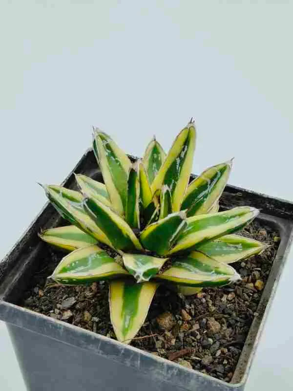 Variegated succulent plant with green and yellow leaves in a black pot