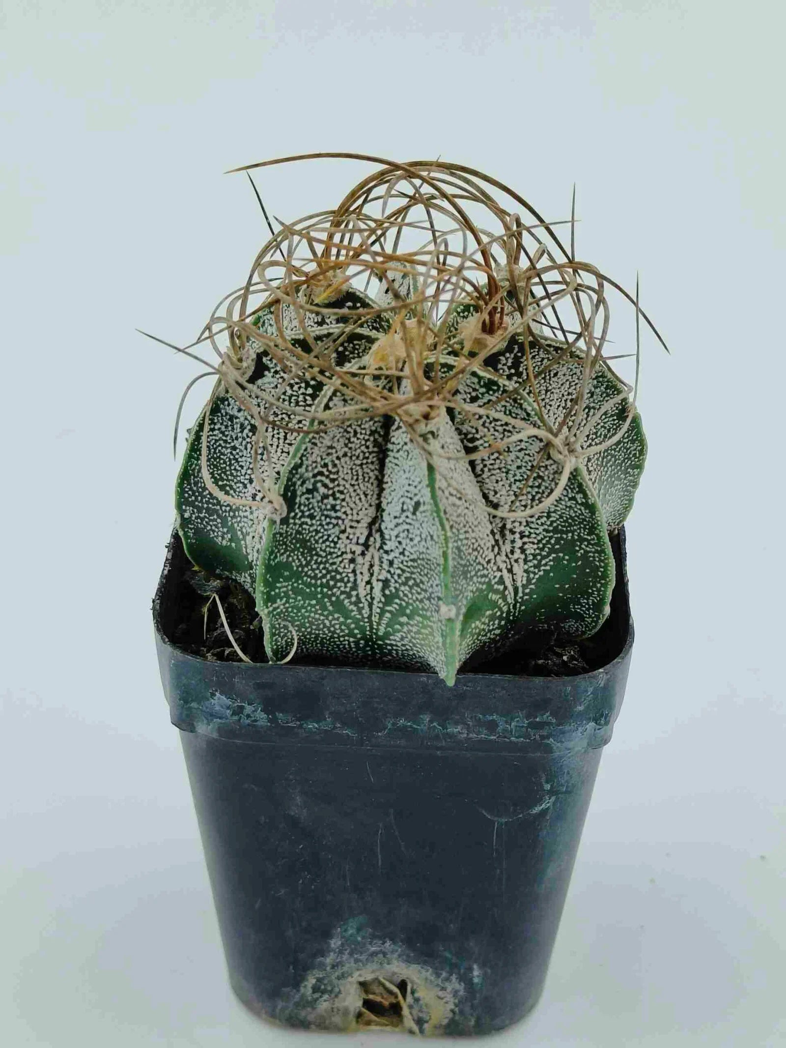 Variegated cactus with spiky texture in black pot, ideal for succulent collectors