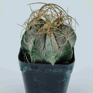 Variegated cactus with spiky texture in black pot, ideal for succulent collectors