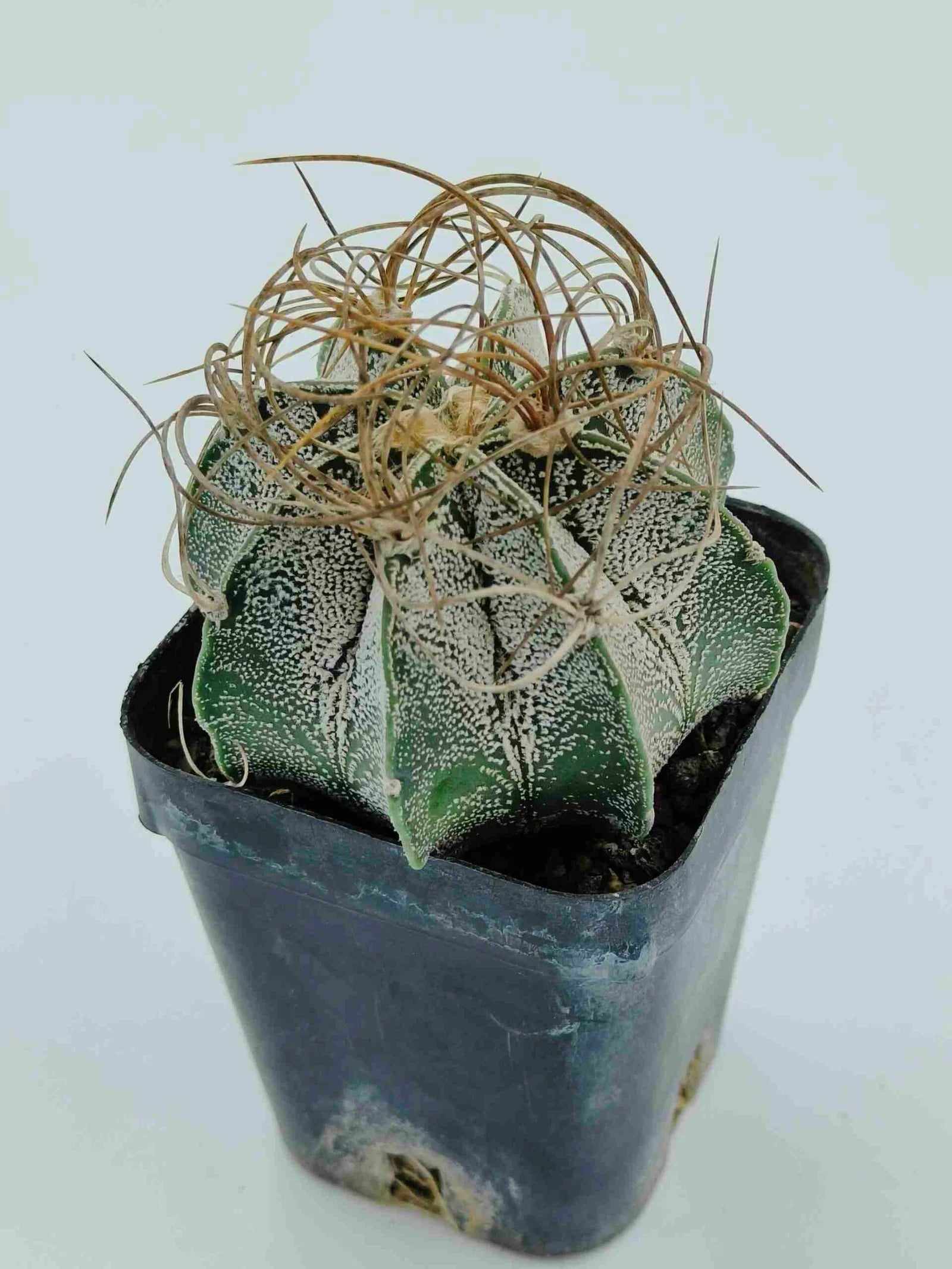Variegated succulent with spiky texture in black pot, ideal for collectors