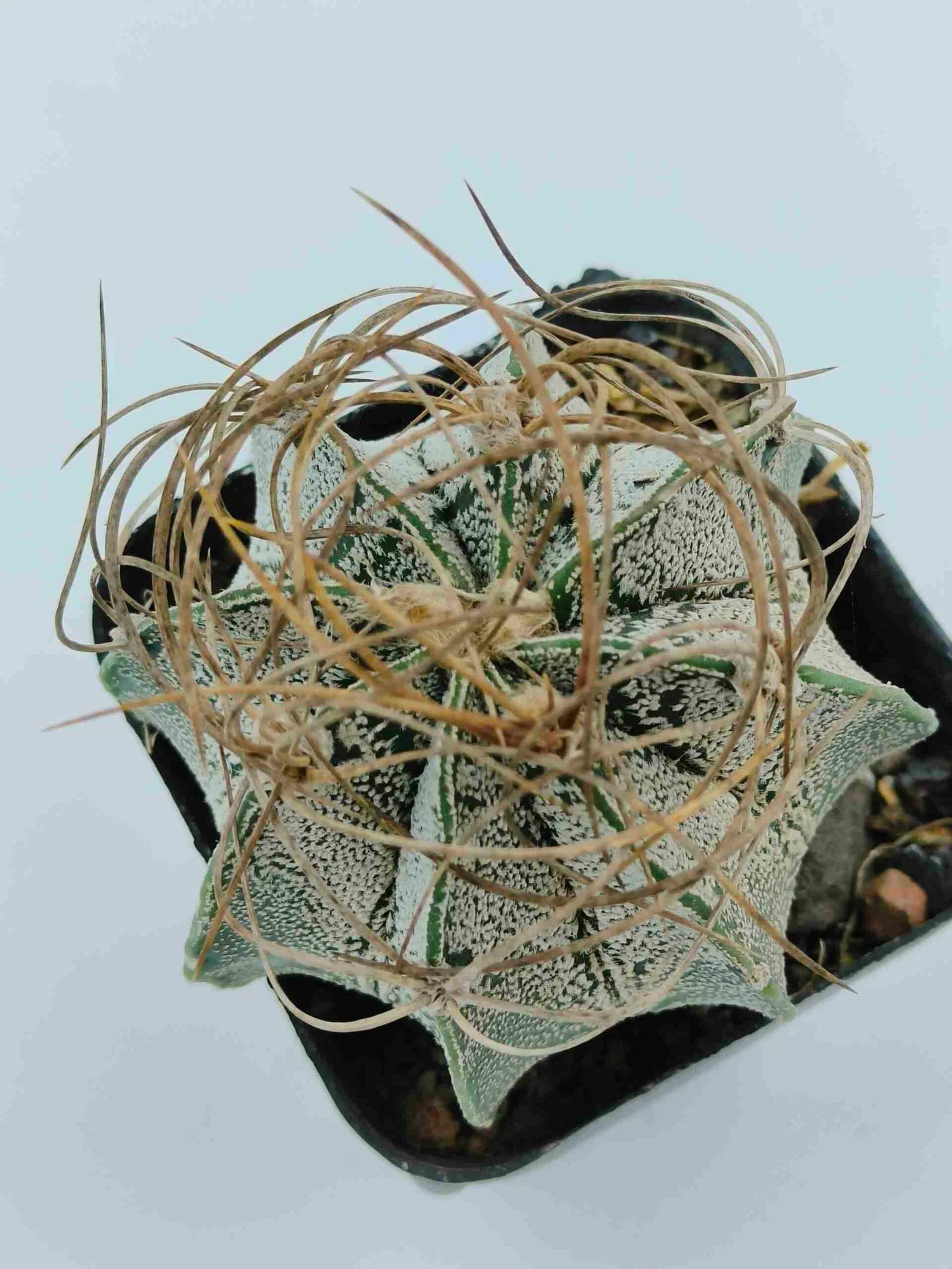 Variegated agave succulent with spiky leaves and dried fibers, ideal for collector plant enthusiasts.