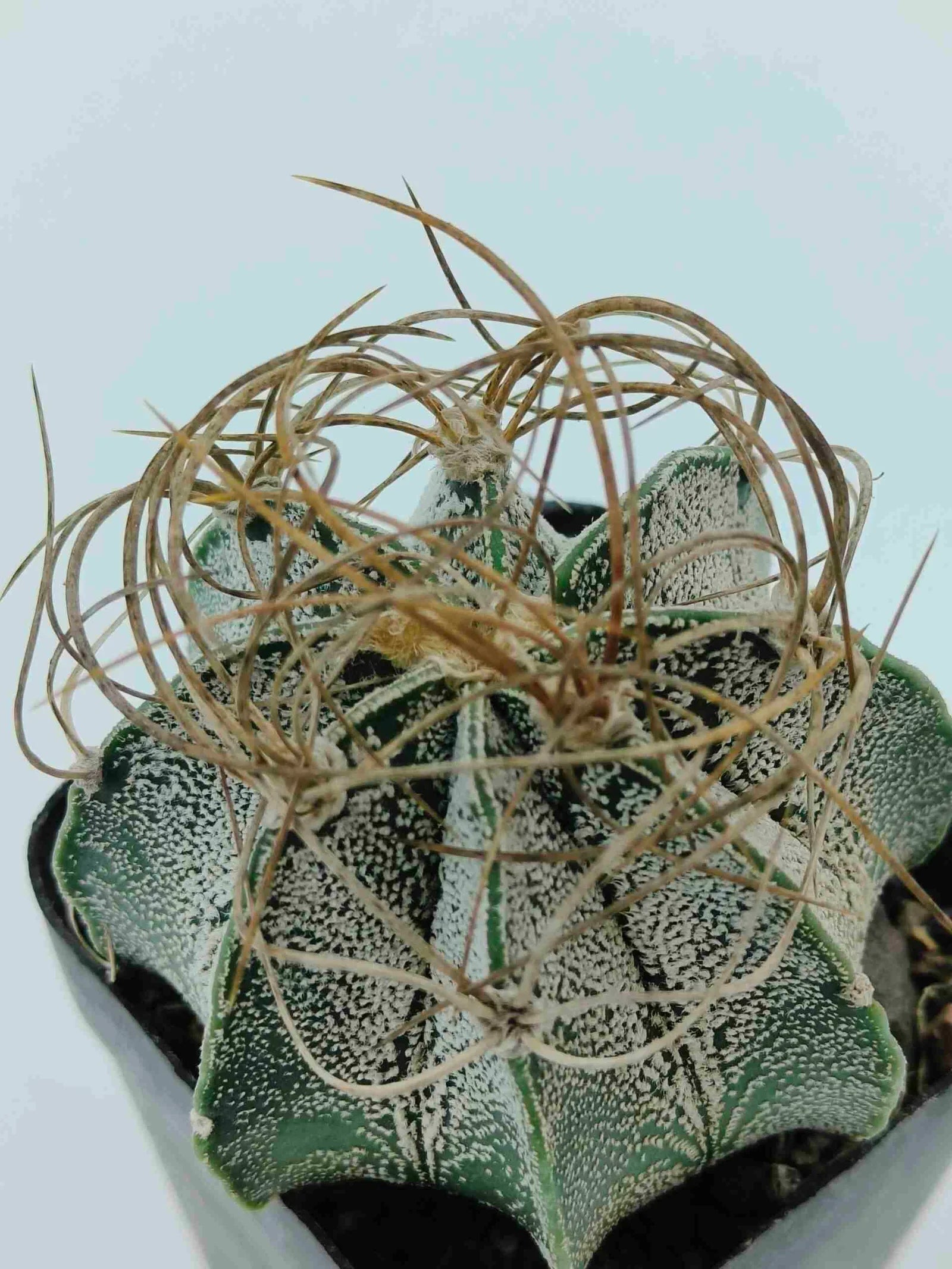 Variegated succulent with spiky texture, ideal for rare plant collectors