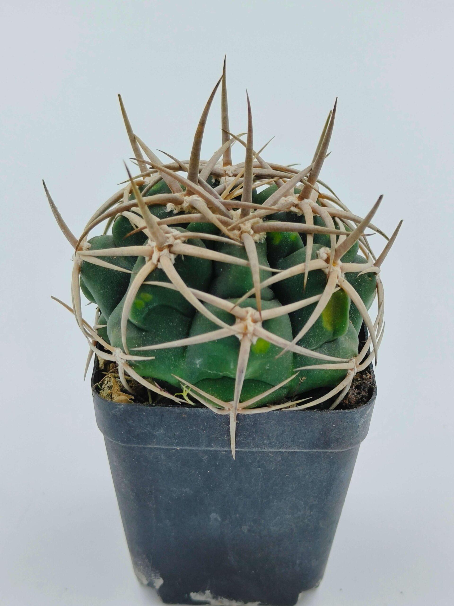 Spiky green cactus in black pot, ideal for succulent collectors and rare plant enthusiasts