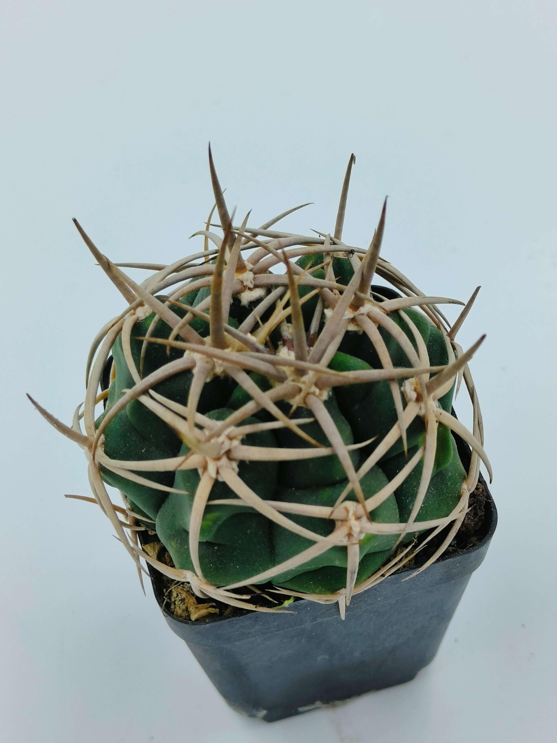 Spiky green cactus in black pot, ideal for succulent collectors and rare plant enthusiasts