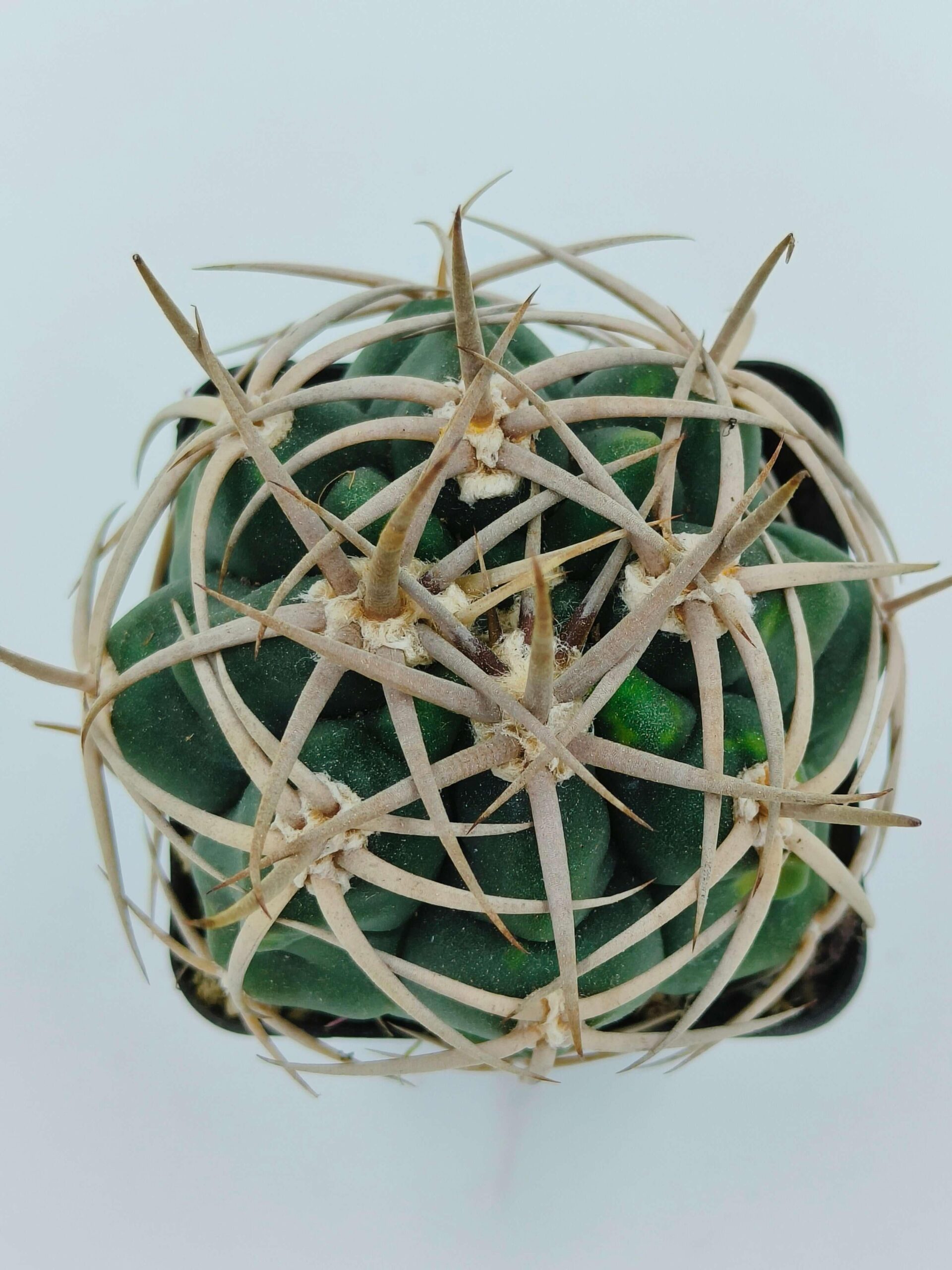 Green cactus with long spines, ideal for succulent collectors and exotic plant enthusiasts.
