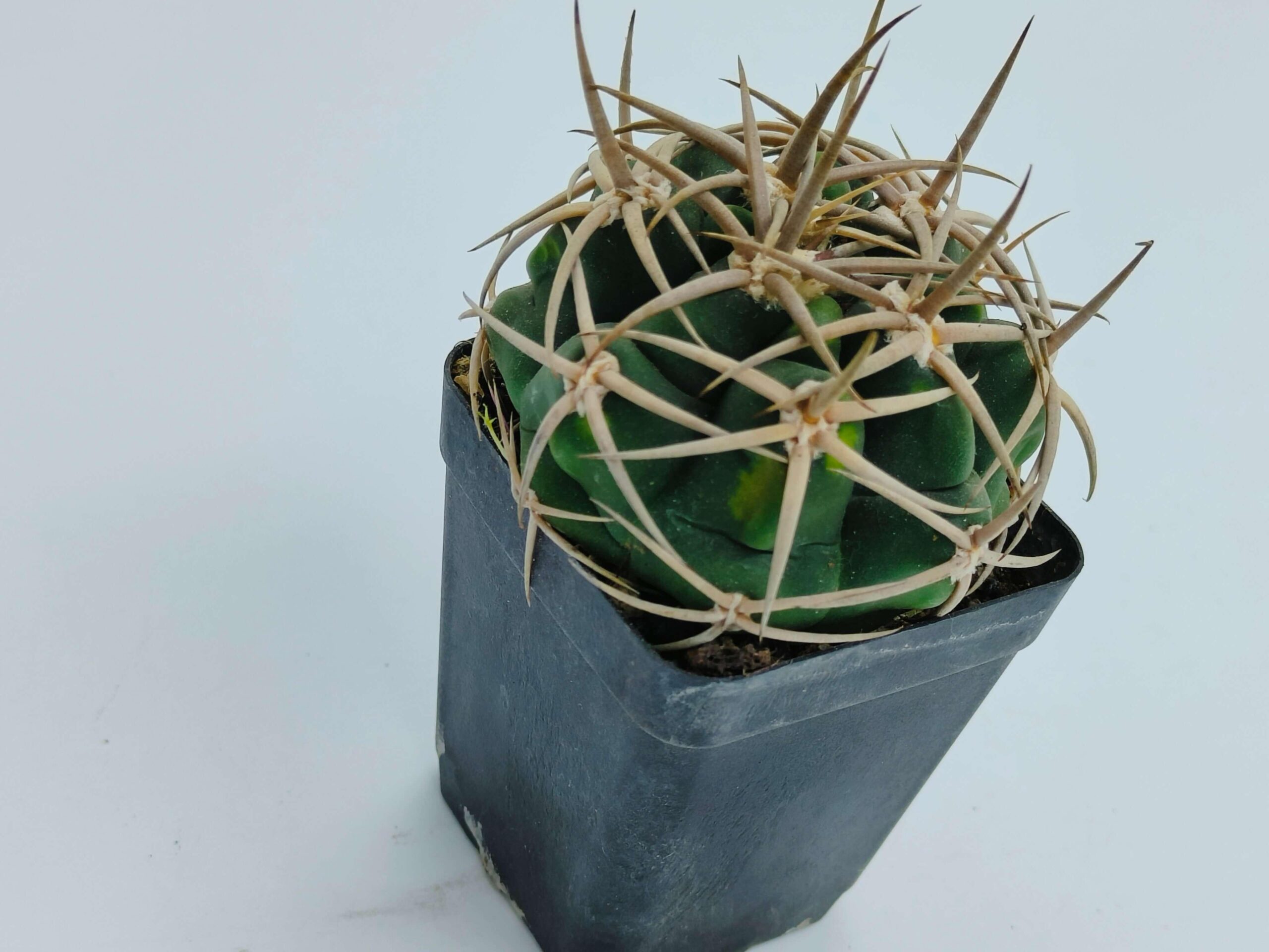 Spiky green cactus in black pot, ideal for succulent collectors and rare plant enthusiasts