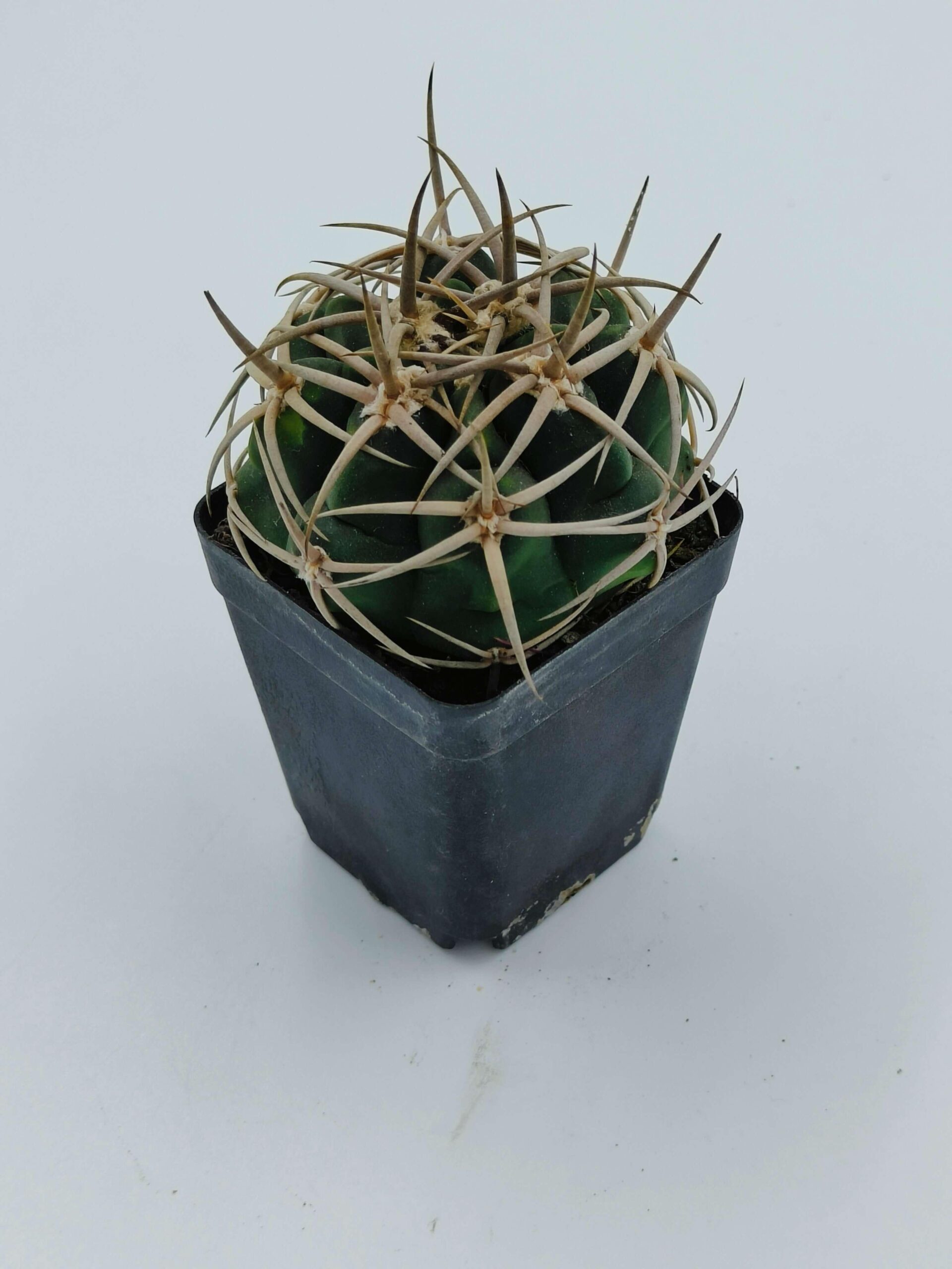 Spiky globe cactus in black pot, ideal for succulent collectors and rare plant enthusiasts.