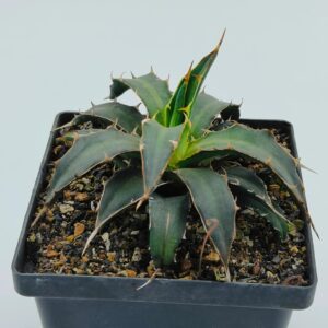 Spiky green agave succulent in black pot, ideal for collectors and rare plant enthusiasts