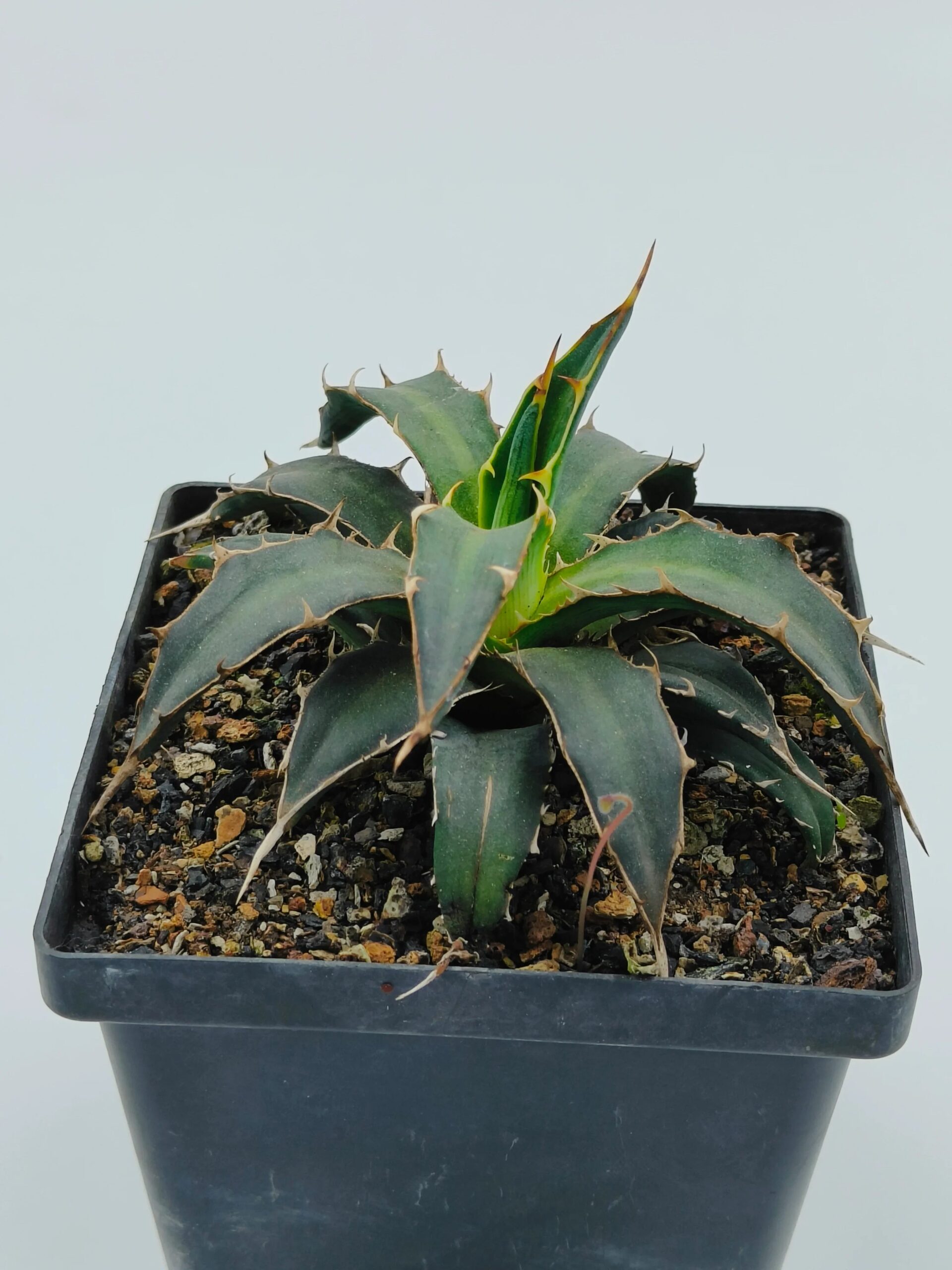 Spiky green agave succulent in black pot, ideal for collectors and rare plant enthusiasts
