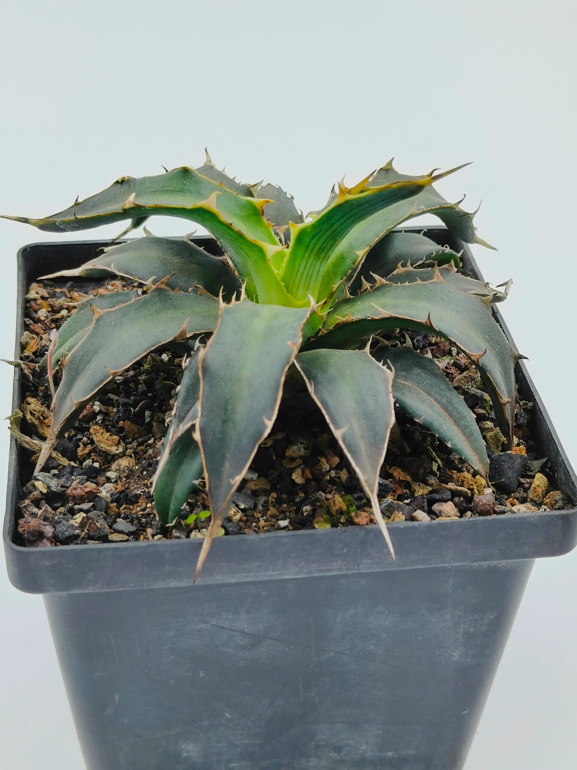 Agave Xylonacantha - Image 2