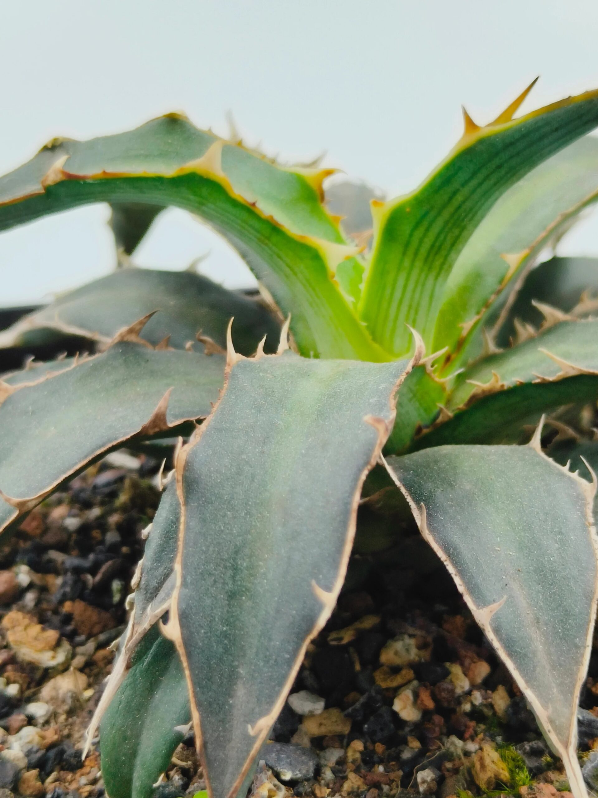 Rare variegated agave with spiky green leaves and yellow edges, ideal for collector plants.