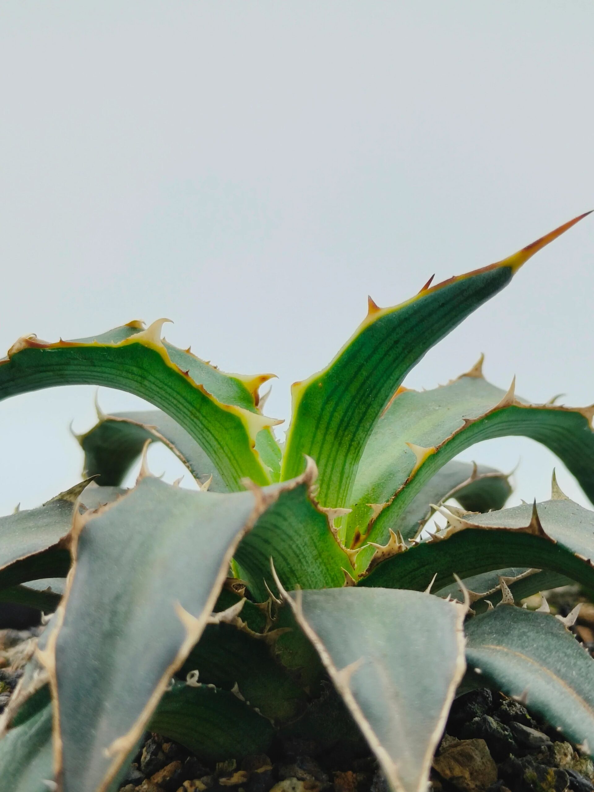 Spiky green agave plant with variegated edges, ideal for collector succulents