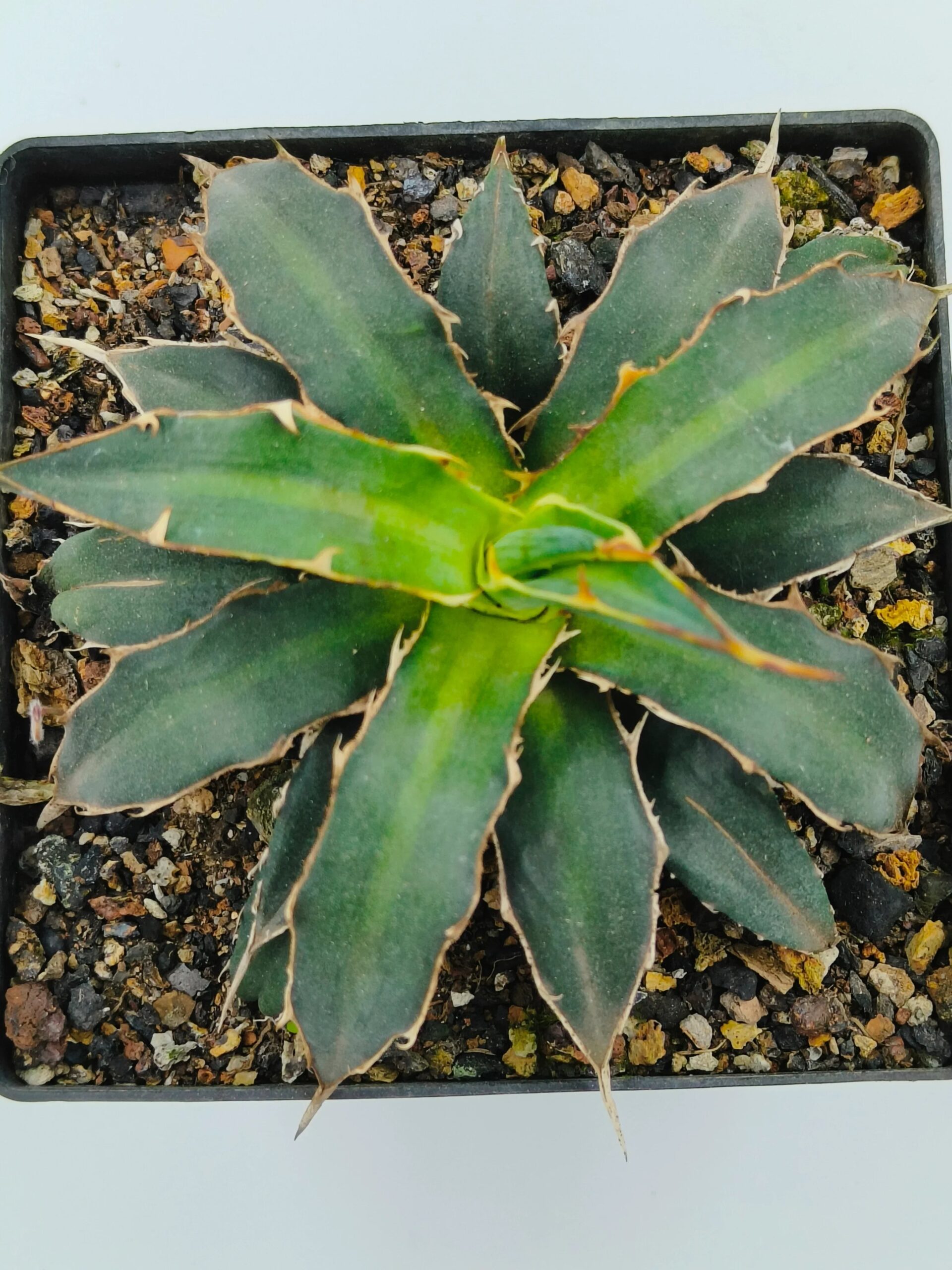 Variegated agave succulent with spiky green leaves in a black tray, ideal for collectors.