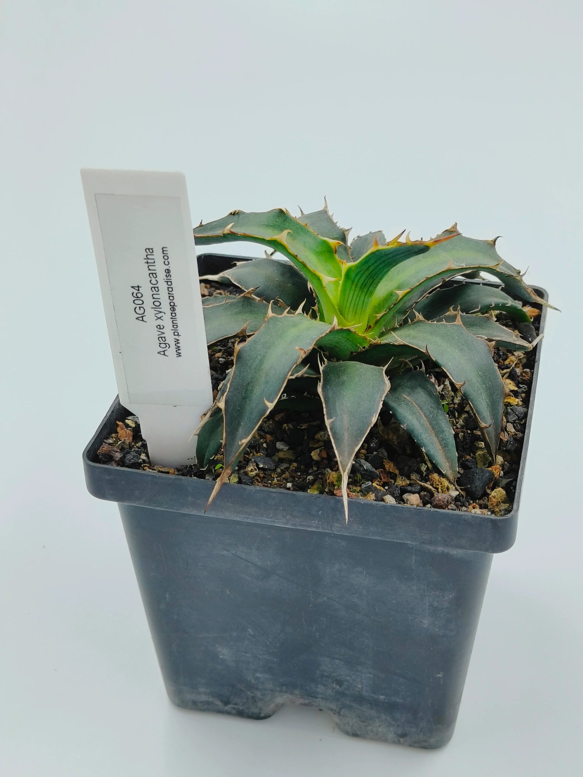Agave xylonacantha with spiky green leaves in a black pot, ideal for succulent collectors