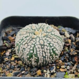 Variegated succulent with white spots in a black pot, ideal for collectors