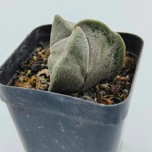 Astrophytum Myriostigma Tricostatum
