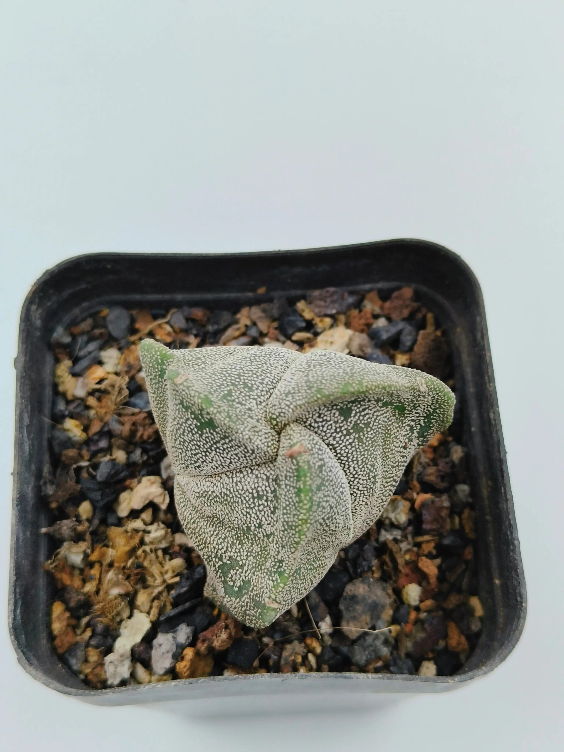Astrophytum Myriostigma Tricostatum