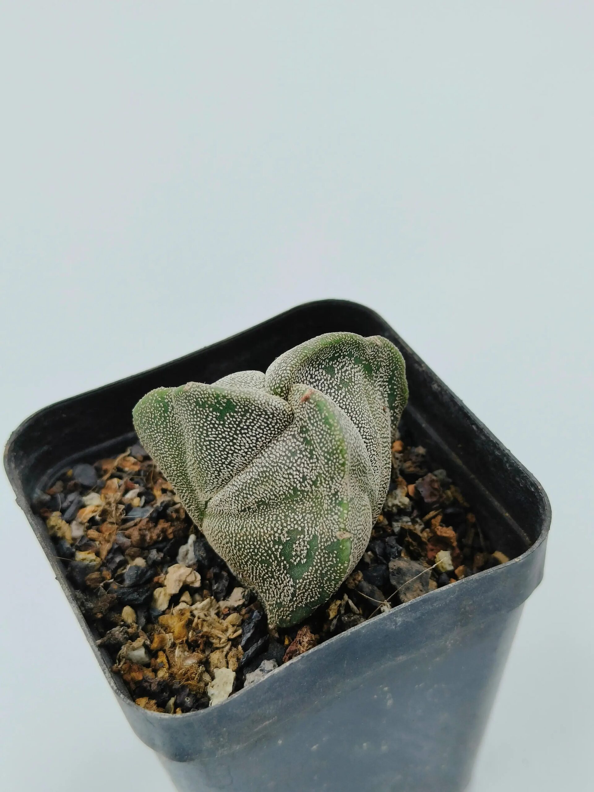 Astrophytum Myriostigma Tricostatum