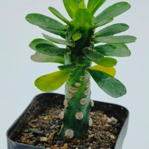 Variegated succulent plant with green leaves and spotted stem in black pot