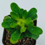 Vibrant green succulent plant in small pot, ideal for collectors and indoor gardens