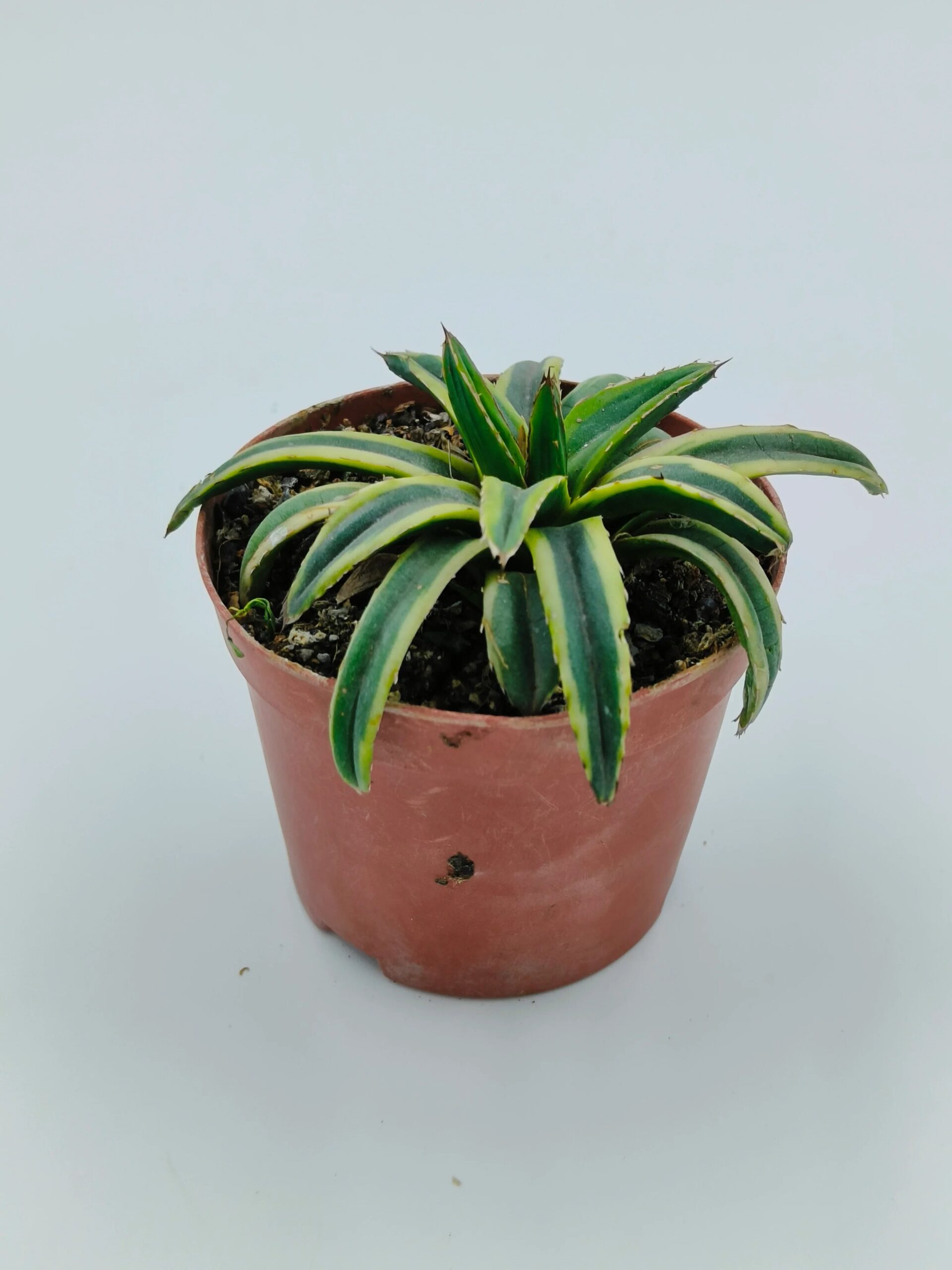 Variegated succulent plant in terracotta pot, ideal for collectors and indoor gardens