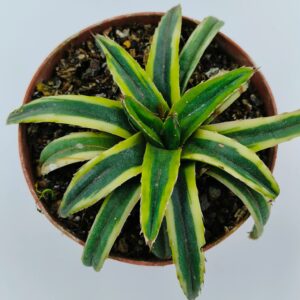 Variegated agave succulent with green and yellow striped leaves in a terracotta pot