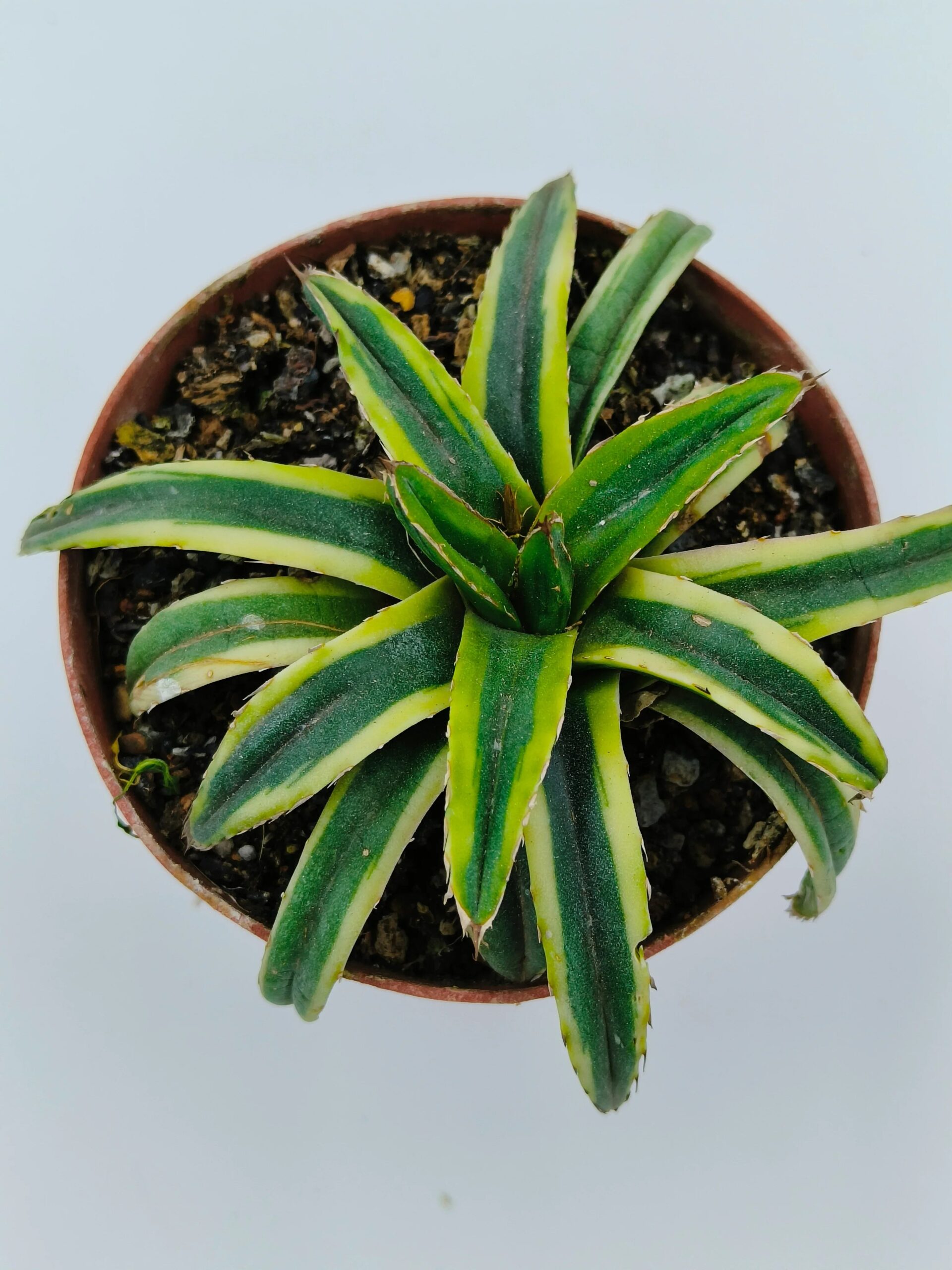 Variegated agave succulent with green and yellow striped leaves in a terracotta pot
