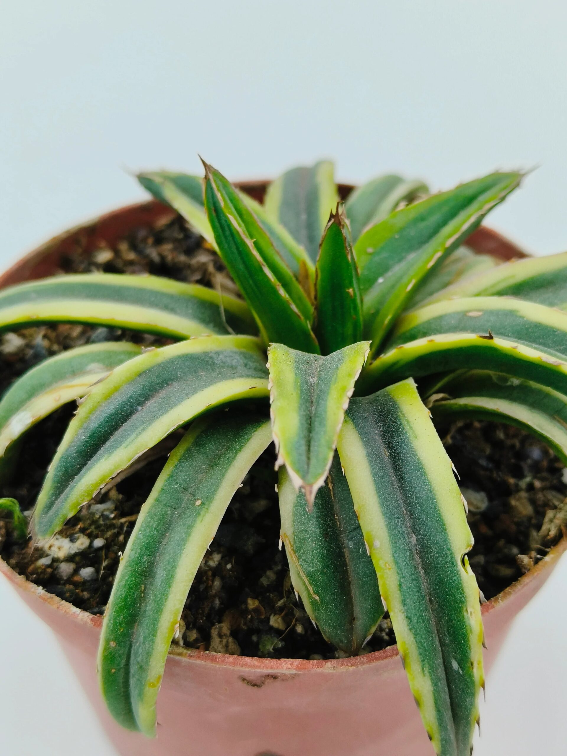 Variegated agave succulent with green and yellow striped leaves in a terracotta pot
