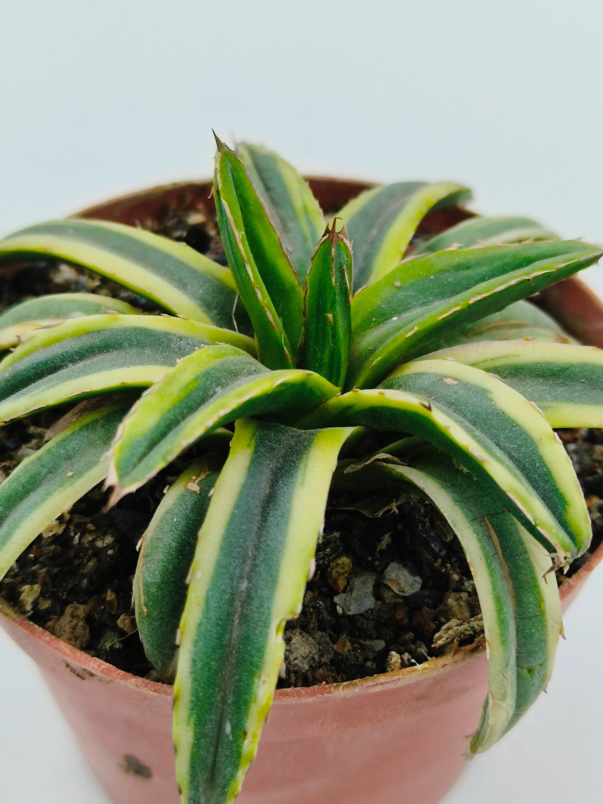 Variegated agave succulent with green and yellow striped leaves in a terracotta pot