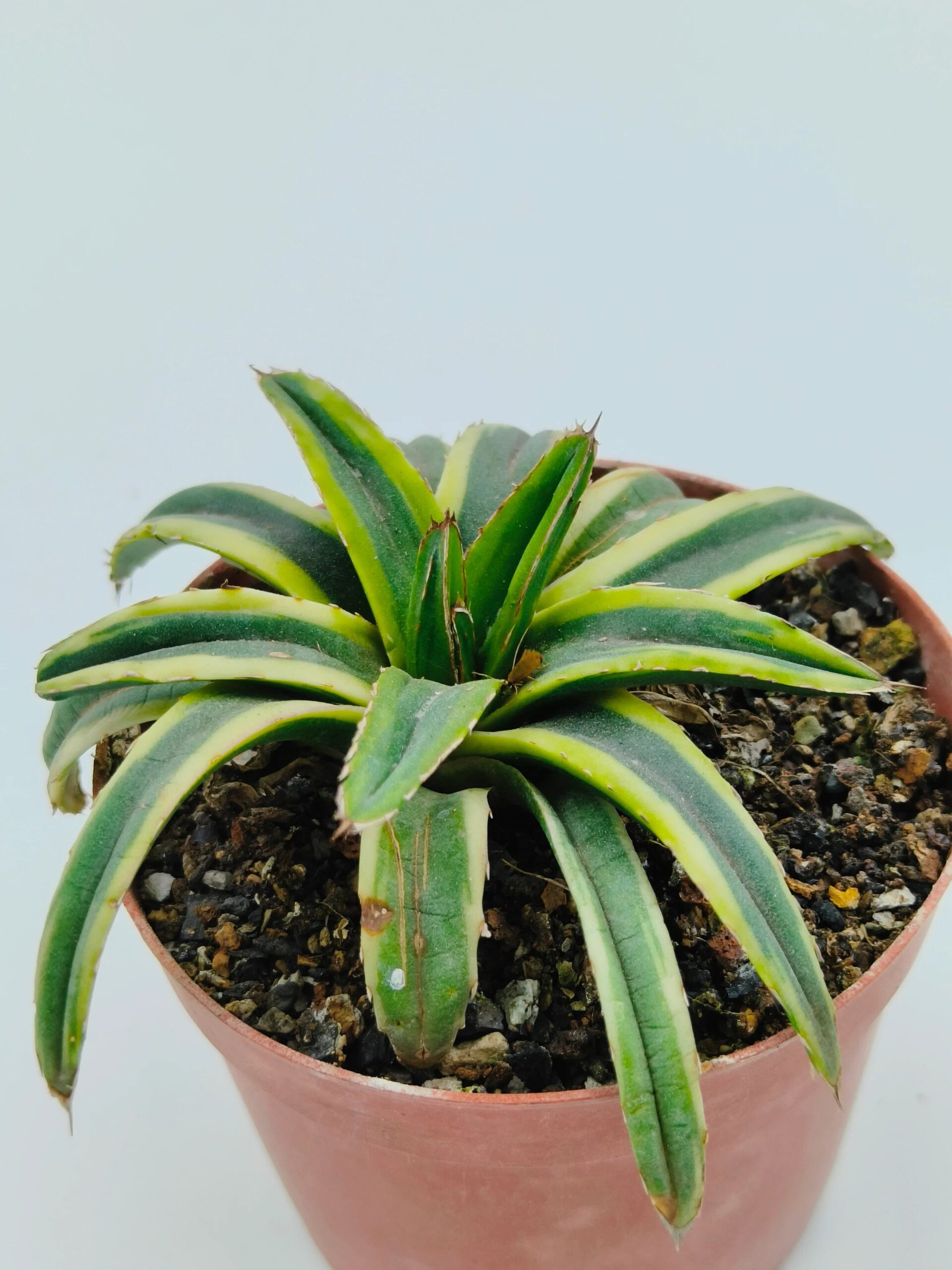 Variegated agave succulent in terracotta pot with green and yellow striped leaves