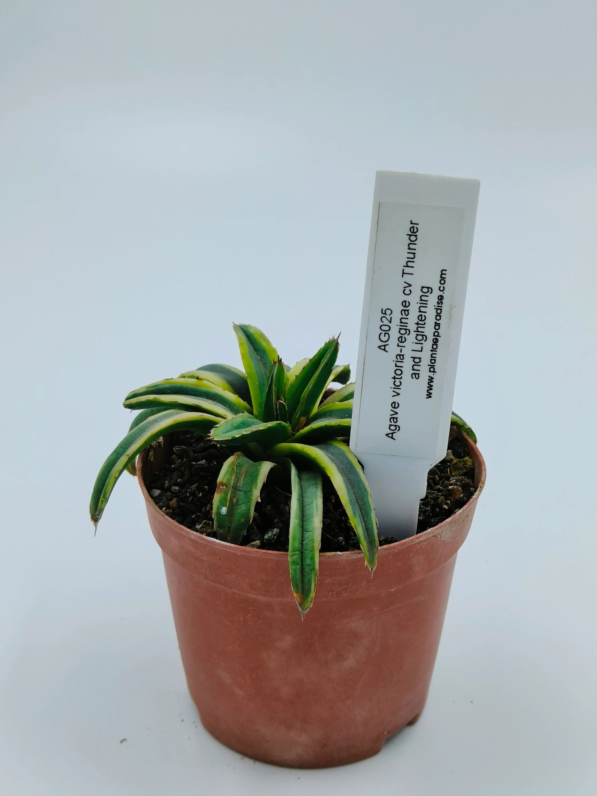 Agave victoria-reginae cv Thunder and Lightening, rare variegated succulent in terracotta pot
