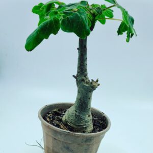 Uncarina Grandidieri