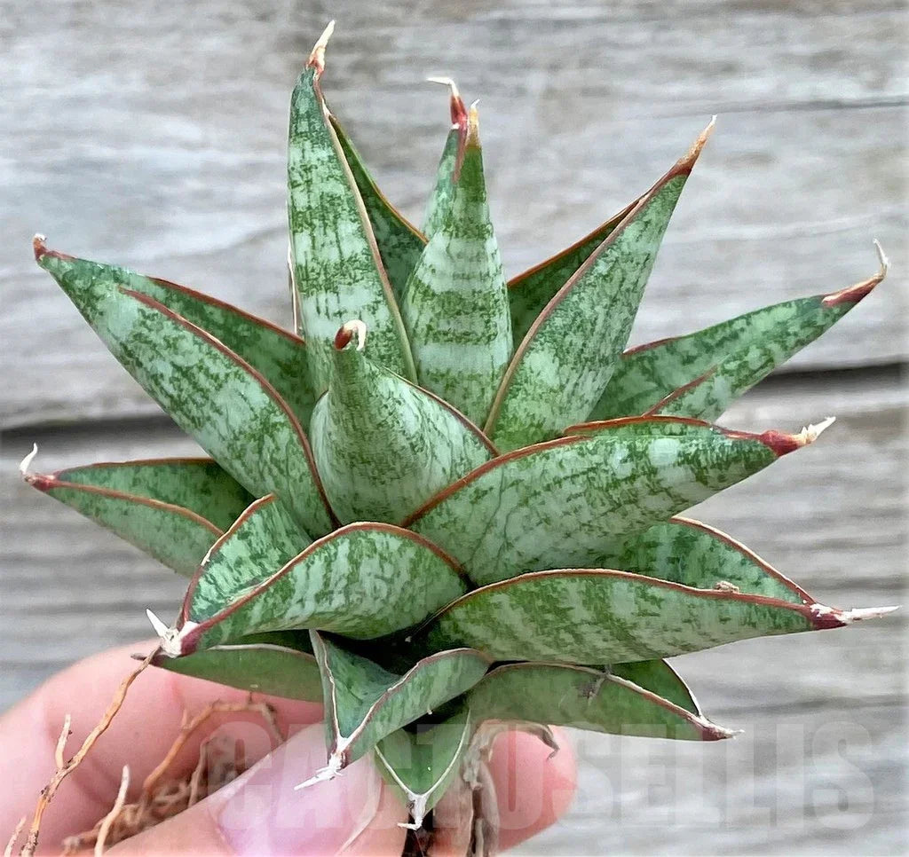 Variegated succulent with green leaves and red edges, held in hand against wooden background