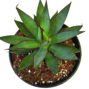 Variegated agave succulent with red-edged green leaves in a black pot, ideal for collectors.