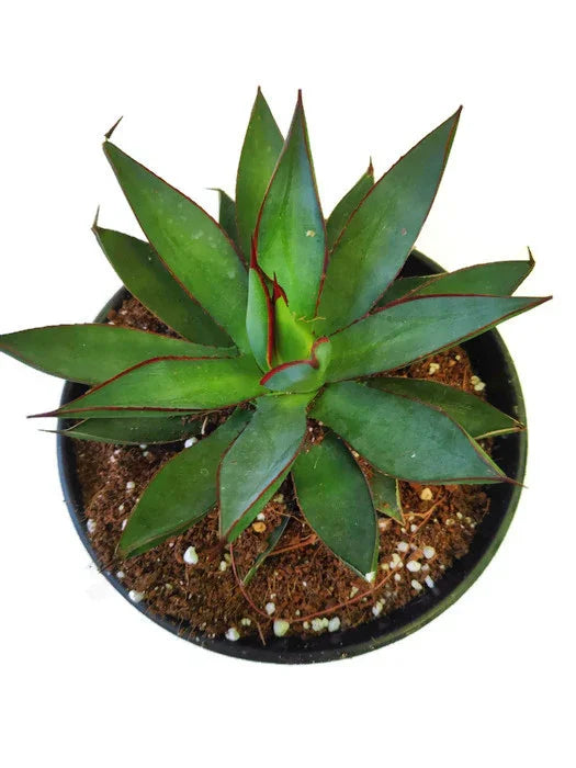 Variegated agave succulent with red-edged green leaves in a black pot, ideal for collectors.