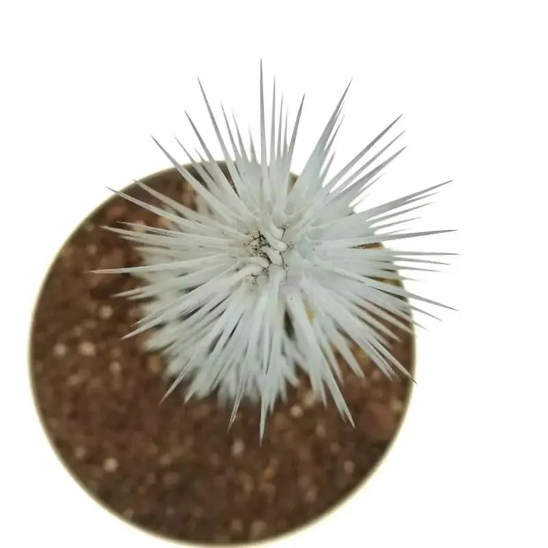 Rare white-spined succulent plant in soil, perfect for collectors and exotic plant enthusiasts.