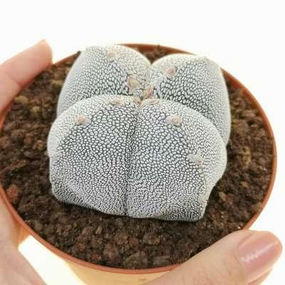 Variegated succulent plant with unique textured pattern, potted in terracotta for collectors