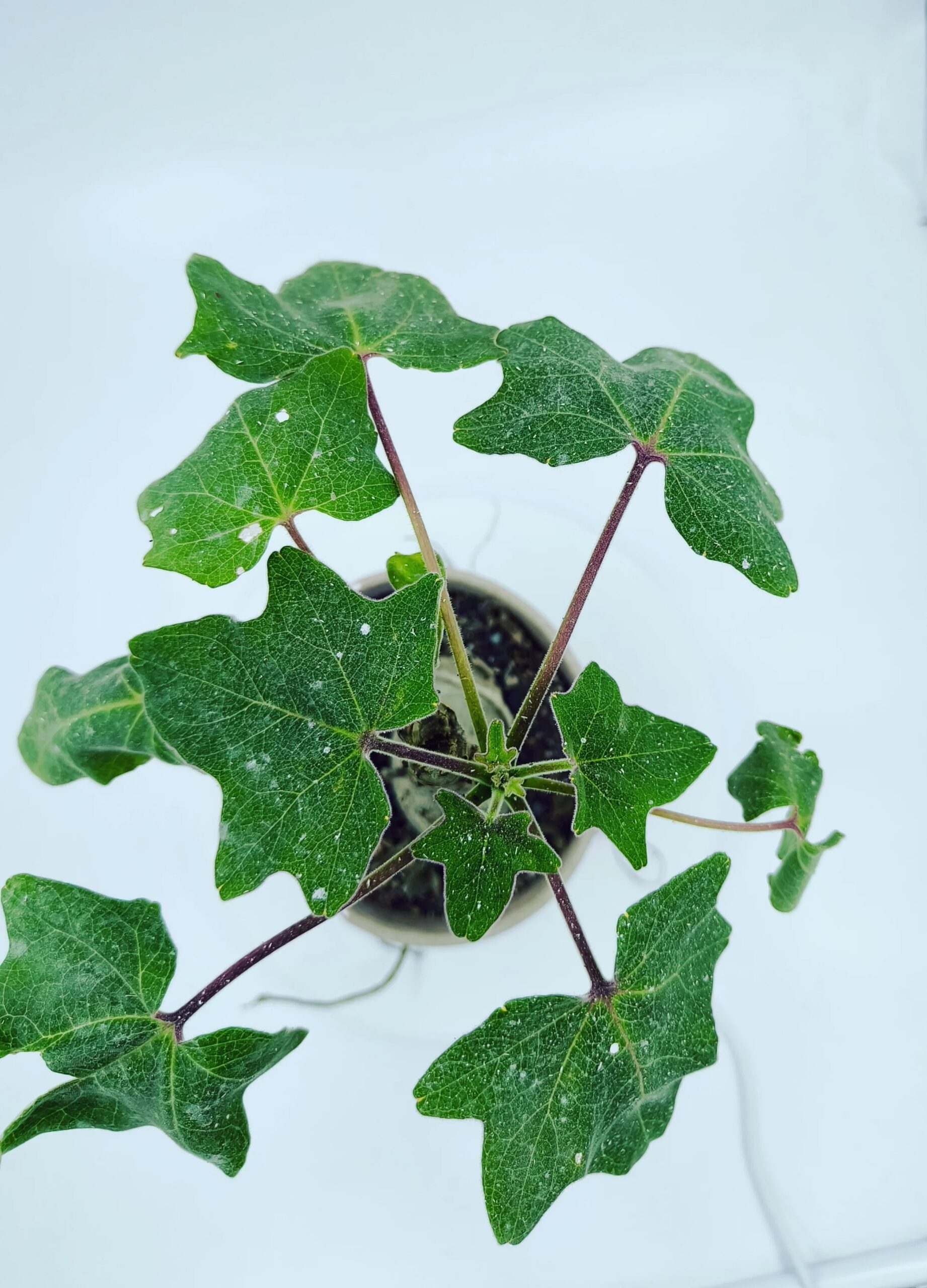 Uncarina Grandidieri