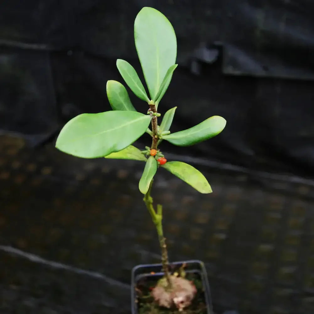 Rare succulent plant with green leaves and orange berries in a small pot