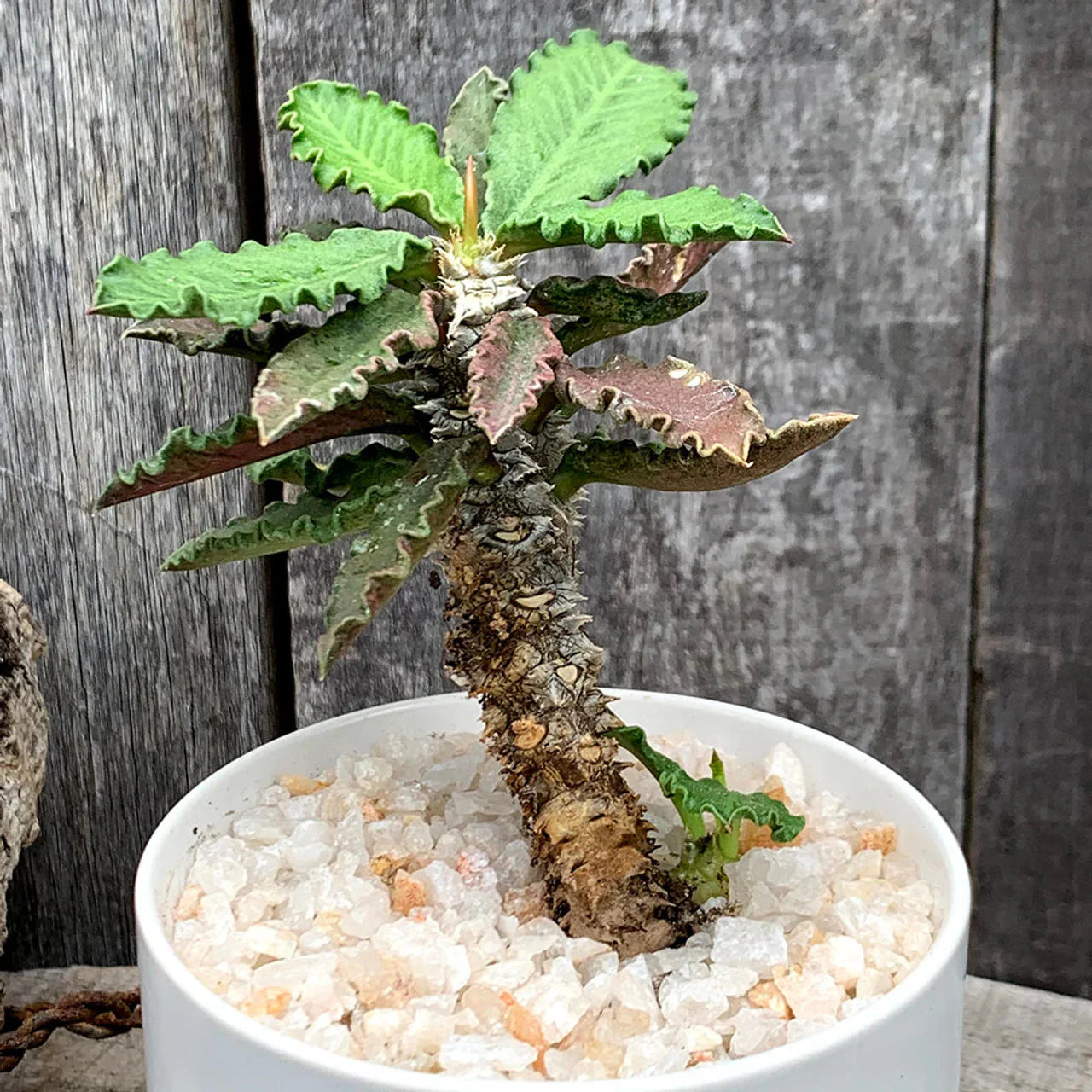 Variegated succulent with ruffled green leaves in white pot, ideal for collectors