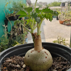 Rare succulent with bulbous base and green leaves in black pot, ideal for collectors