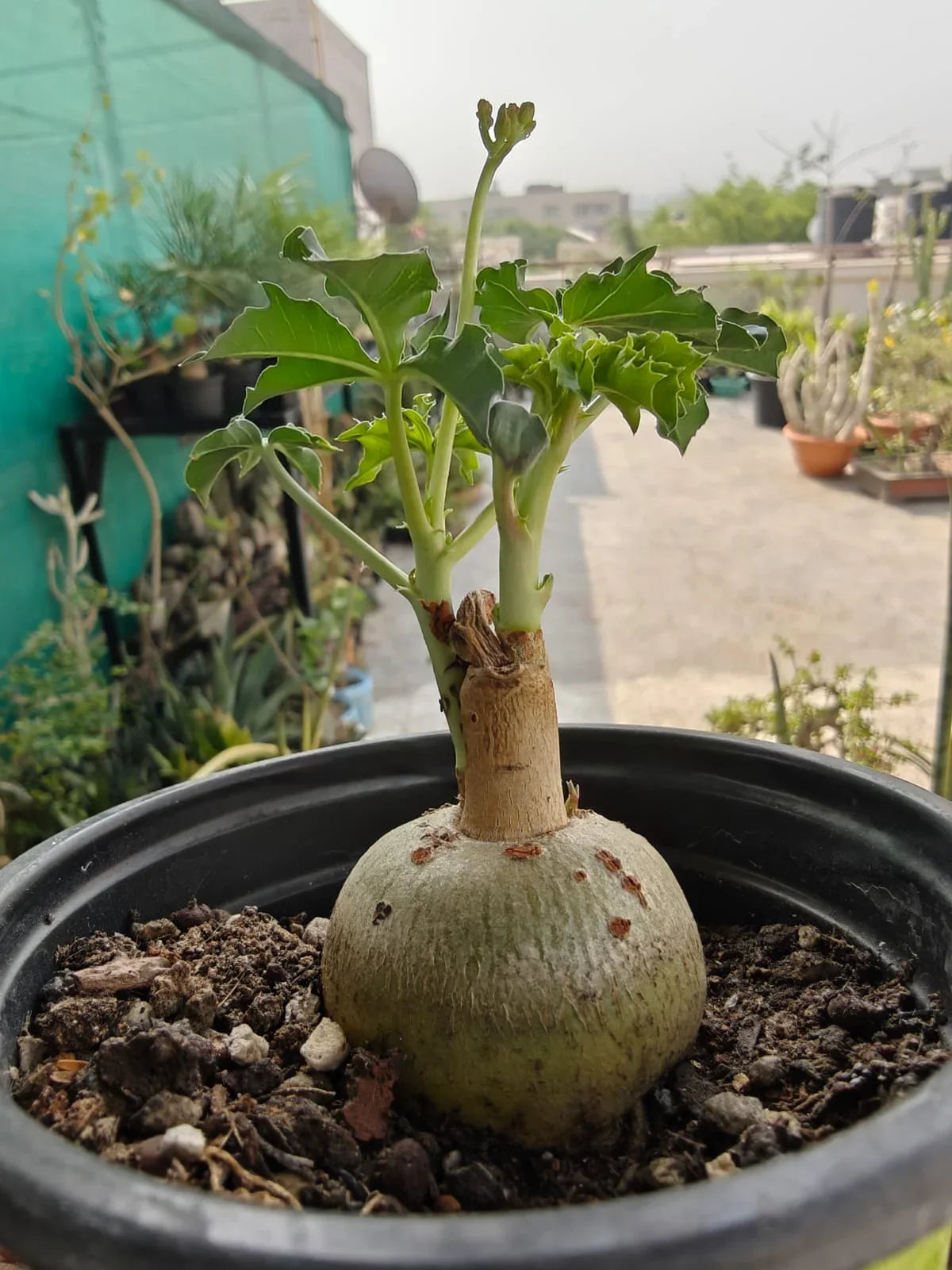 Rare succulent with bulbous base and green leaves in black pot, ideal for collectors